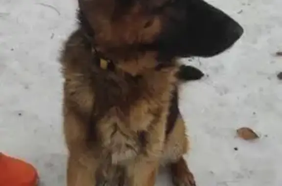Найдена собака, Калининград, фото: Найдена собака, Химическая улица, 27, Калининград - овчарка в жёлтом ошейнике