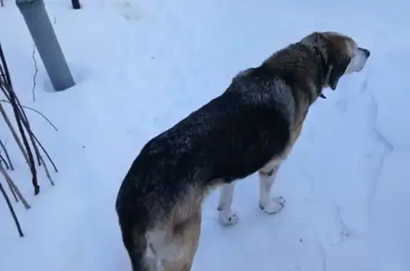 Пропал собака, Шоссейная улица, 27Б, Мыза-Ивановка - вислоухий, глуховатый - photo