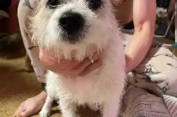 Найдена собака, Новотроицк, фото: Найден собака, мужской, проспект Металлургов, 32, Новотроицк - похож на породу Джек-рассел-терьер