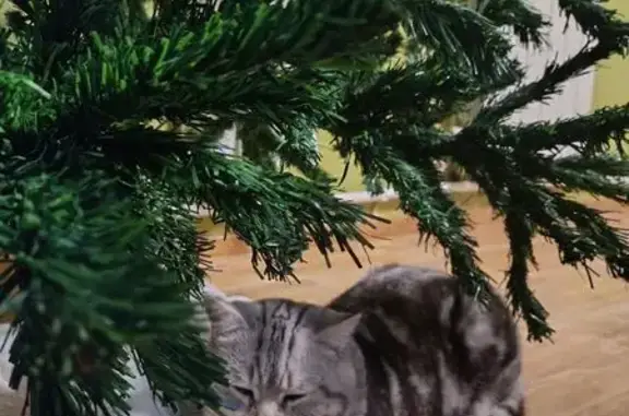 Пропал кот, 1-й переулок Астраханские сады, Астрахань - черепаховый окрас, голубой ошейник - photo