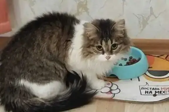 Пропала кошка, Автобусная улица, 2, Хабаровск - пугливая, убежала от новых хозяев - photo