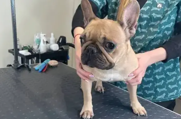 Пропала собака, Саранская улица, 10, Саранск - французский бульдог палевого окраса - photo