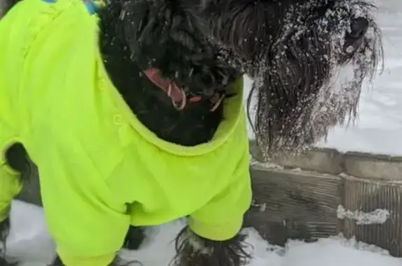 Собаки потеряшки, Балаково, фото: Потеряшка собака, Степная улица, 60, Балаково - цвергшнауцер в яркой куртке