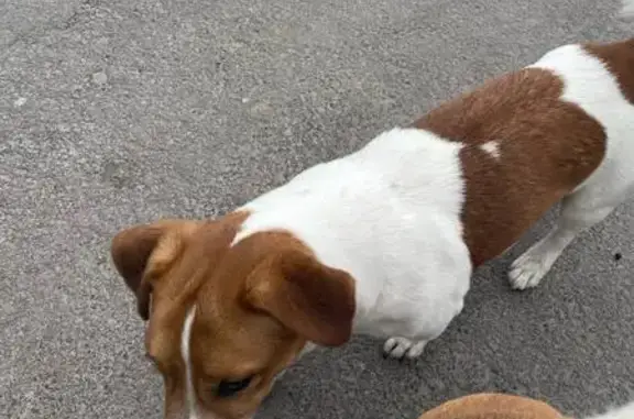 Найдена собака, Ростов-на-Дону, фото: Найден собака, площадь Народного Ополчения, 1, Ростов-на-Дону - джек-рассел-терьер с ранами