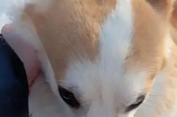 Найдена собака, Волгоград, фото: Найден собака, мужской, Библиотечная улица, 25, Волгоград - рыжий корги