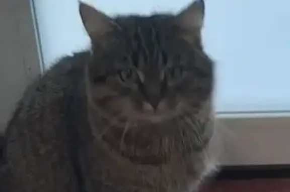 Пропал кот, Бакинская улица, 58, Сызрань - шрам на правом ухе - photo