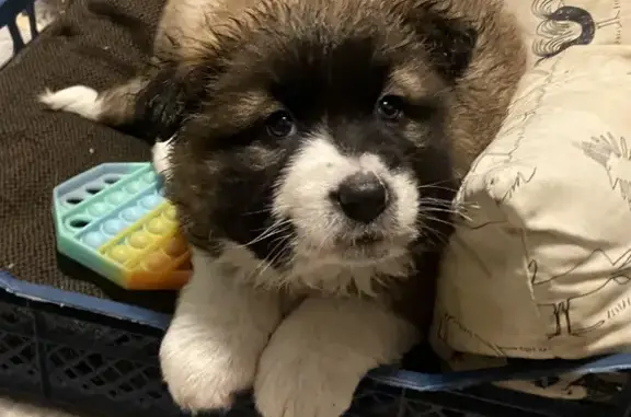 Пропала собака, Верея, Московская область - щенок девочка, коричневая с белыми лапами - photo