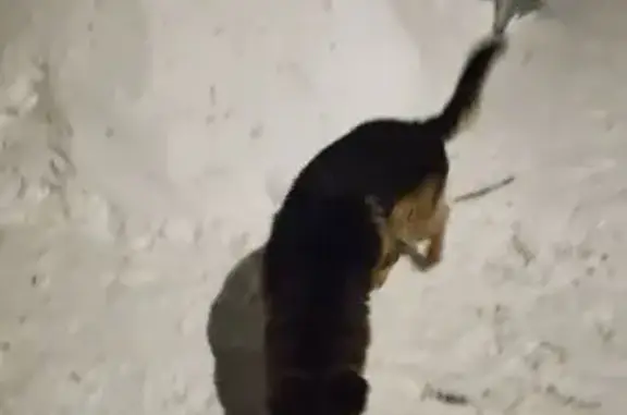 Найдена собака, Видное, фото: Найдена собака, улица Гаевского, 6А, Видное - немецкая овчарка, без ошейника