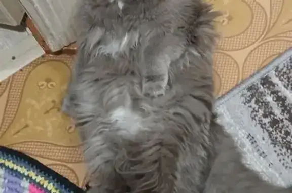 Пропала кошка, улица Флора Васильева, 15, Яр - кисточки на ушах, пушистая - photo