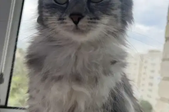 Кошки потеряшки, Пенза, фото: Потеряшка кошка, проспект Строителей, 17А, городской округ Пенза
