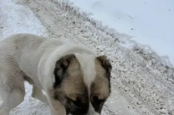 Найдена собака, Иваново, фото: Найден алабай, 3-я Земледельческая улица, Иваново - крупный, с сильными следами от ошейника