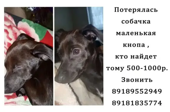 Пропала собака, Афипский, Краснодарский край - чёрная и немного рыжая - photo