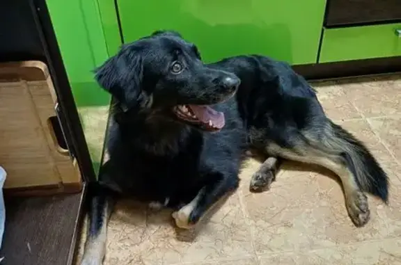 Пропала собака, женский пол, улица Богородского, 5 к5, Нижний Новгород - photo