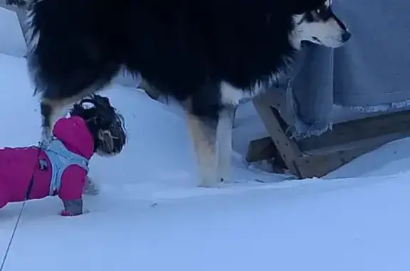 Найдена собака, Курск, фото: Найдена собака, Аэропортовская улица, 32, Курск - контактный и ласковый