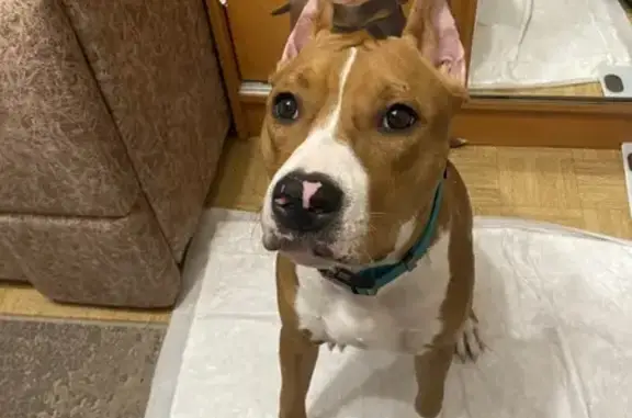 Найдена собака, Казань, фото: Найдена собака, улица Абсалямова, Казань - коричневая девочка с ошейником