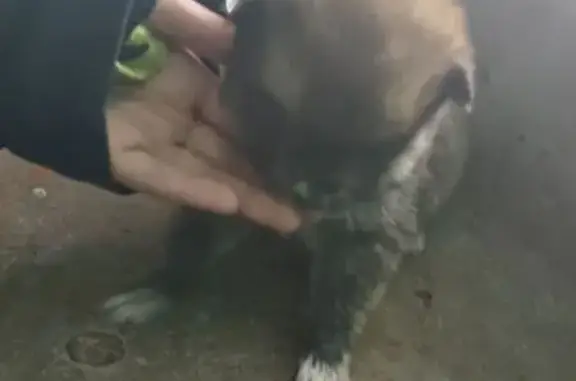 Найденные животные Комсомольск-на-Амуре, фото: Найдена собака, улица Свердлова, 46, Комсомольск-на-Амуре