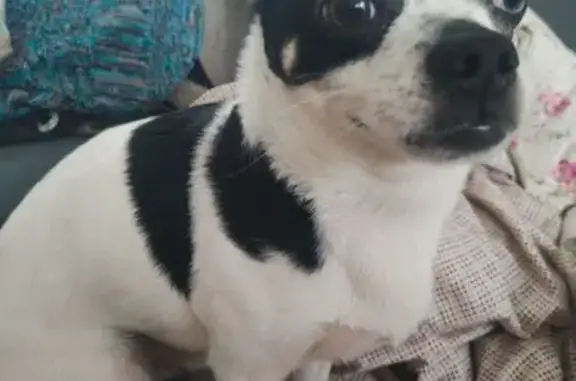 Найдена собака, Киров, фото: Найдена собака, улица Павла Корчагина, 60, Киров - белый окрас с черным