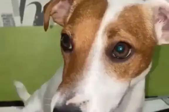 Пропал собака, Гулькевичи, Краснодарский край - на попе крупное пятно коричневого цвета - photo