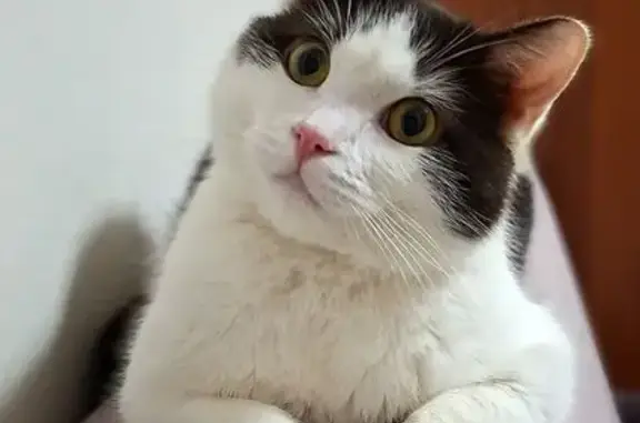 Найденные животные Тольятти, фото: Найден кот, улица Ленина, Тольятти - чёрно-белый, кастрированный