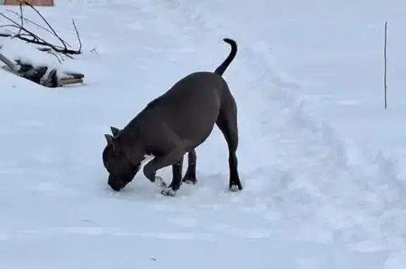 Найдена собака, Курск, фото: Найден собака, Курск, Курская область - американский стаф голубой окрас с белой грудью