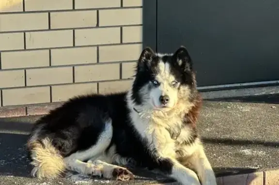 Пропал собака, бульвар Роз, Новоалтайск - якутская лайка, похож на хаски - photo