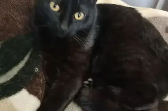 Найденные животные Кострома, фото: Найдена кошка, Московская улица, 55/2, Кострома - гладкошёрстная с янтарными глазами