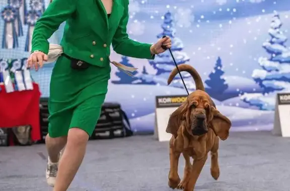 Пропал собака, Смоленск, Арчи (бладхаунд) 4 года - photo