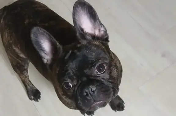 Найдена собака, Новосибирск, фото: Найден собака, улица Костычева, 74/1, Новосибирск - мальчик, окрас чёрный с серыми вкраплениями