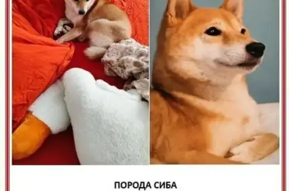 Пропала собака, улица Болейко, 4В, Челябинск - рыжая, пугливая девочка - photo