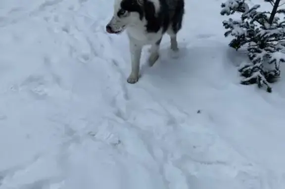 Найдена собака, Сертолово, фото: Найдена собака, женский пол, Выборгское шоссе, Сертолово