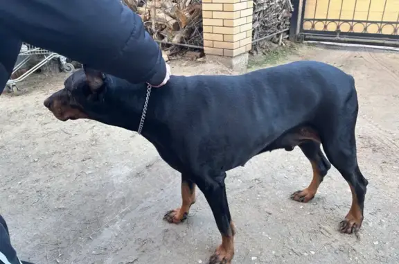 Найдена собака, Астрахань, фото: Найдена собака, мужской, переулок Адмирала Нахимова, Астрахань - упитанный мальчик