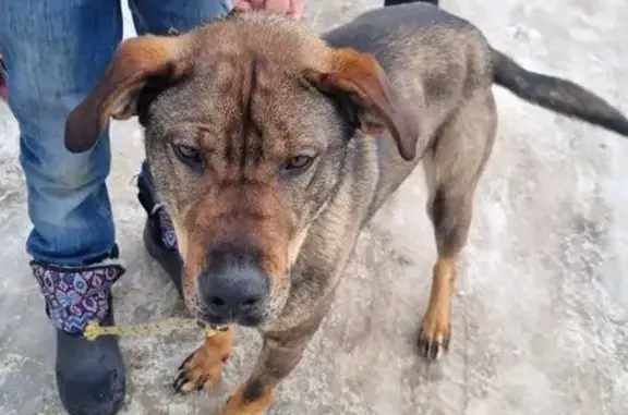 Найдена собака, Грабово, фото: Найдена собака, улица Заводская, Грабово - мужской, с ошейником