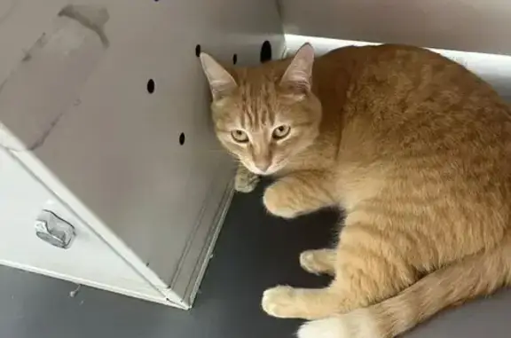 Найдена кошка, Волжский, фото: Найдена кошка, улица Академика Королёва, 3Г, Волжский - рыжая с ошейником