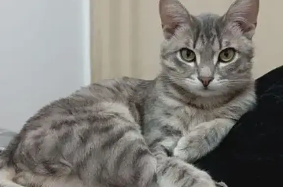 Пропал кот, 2, Улан-Удэ - серый с тёмными пятнами - photo