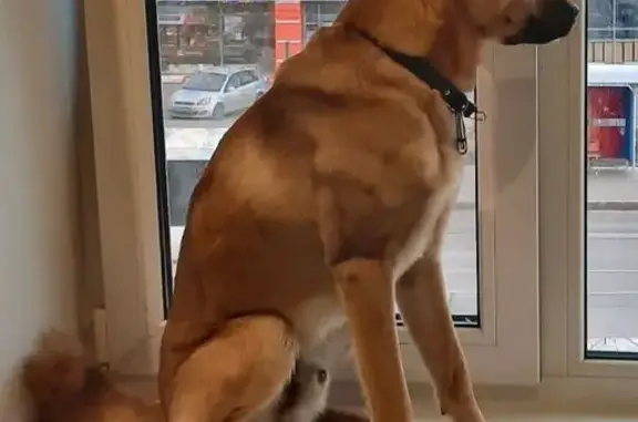 Пропал собака, улица 40-летия Великой Победы, Архангельск - метис карело-финской лайки - photo