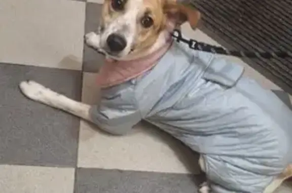 Найдена собака, женский пол, Советская улица, Видное - photo