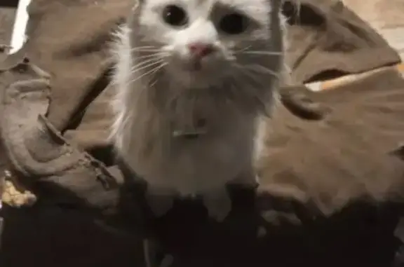 Найдена кошка, Иркутск, фото: Найдена кошка, улица Геологов, 10А, Иркутск - белая и ласковая