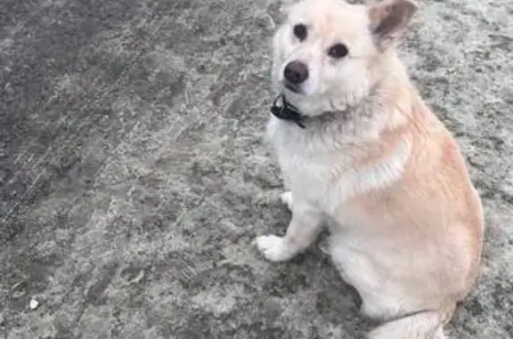 Пропала собака, пешеходная дорога вдоль пр. Строителей, городской округ Пенза - белый окрас с рыжеватым налётом - photo