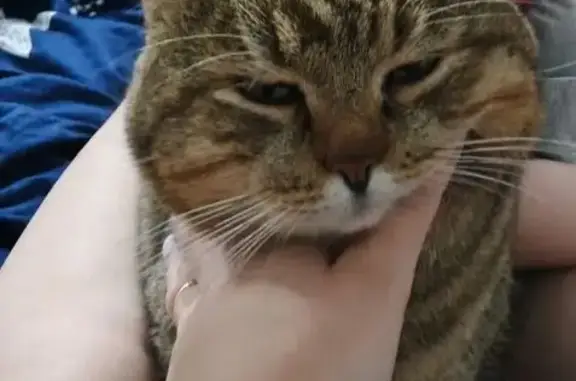 Пропал кот, улица АВПУ, Асино - серый в полосках - photo