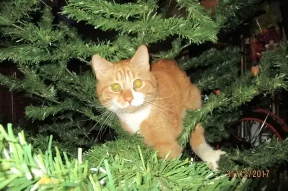 Кошки потеряшки, Санкт-Петербург, фото: Потеряшка кот, улица Бурцева, Санкт-Петербург - рыжий с серым ошейником