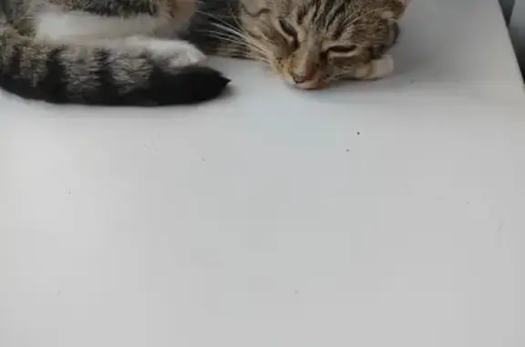 Пропал кот, улица Ленина, 52, Кондрово — низенький и пугливый - photo