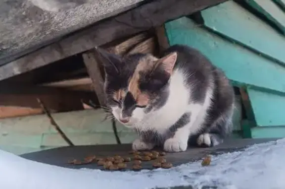 Найдена кошка, Дубна, фото: Найдена кошка, Новоподберезская улица, 105, Дубна - ласковый трехцветный котенок