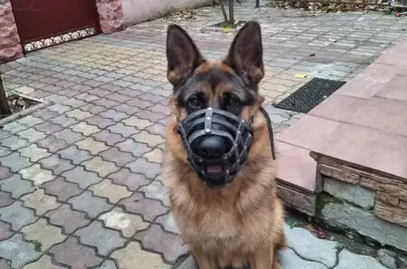 Пропала собака, улица Баумана, 49, Брянск - немецкая овчарка с оранжевым ошейником - photo