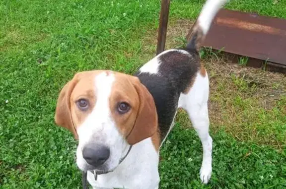 Пропала собака, Нижнее Хорошово, Московская область - серый ошейник - photo