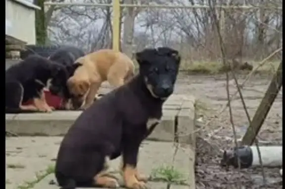 Пропала собака, улица Шевченко, 172, Крымск - овчарка, 3 месяца - photo