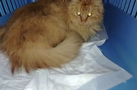 Найдена кошка, Темерницкий, фото: Найдена кошка, Везучий переулок, 9, Темерницкий - рыжий и пушистый