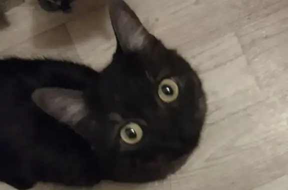 Найдена кошка, Волгоград, фото: Найдена кошка, проспект Маршала Жукова, Волгоград - ухоженная, но худенькая