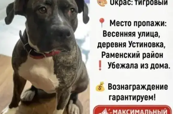 Пропала собака, Устиновка, Московская область - тигровый окрас, белая грудь - photo