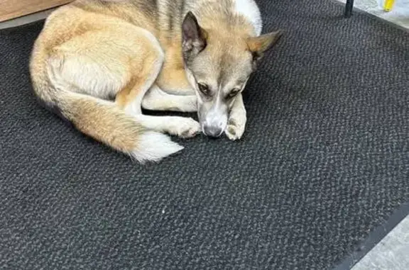 Найдена собака, Уфа, фото: Найдена собака, женский пол, Уфа, Башкирия - была с ошейником