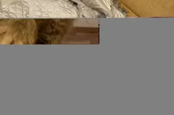 Пропала кошка, 38/09-3, Набережные Челны - серый окрас, пушистая - photo